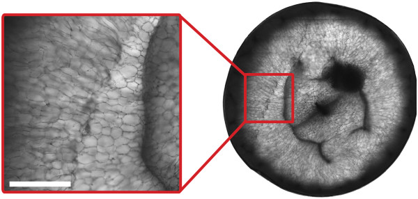 Figure 15