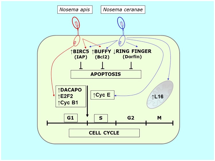 Fig 5