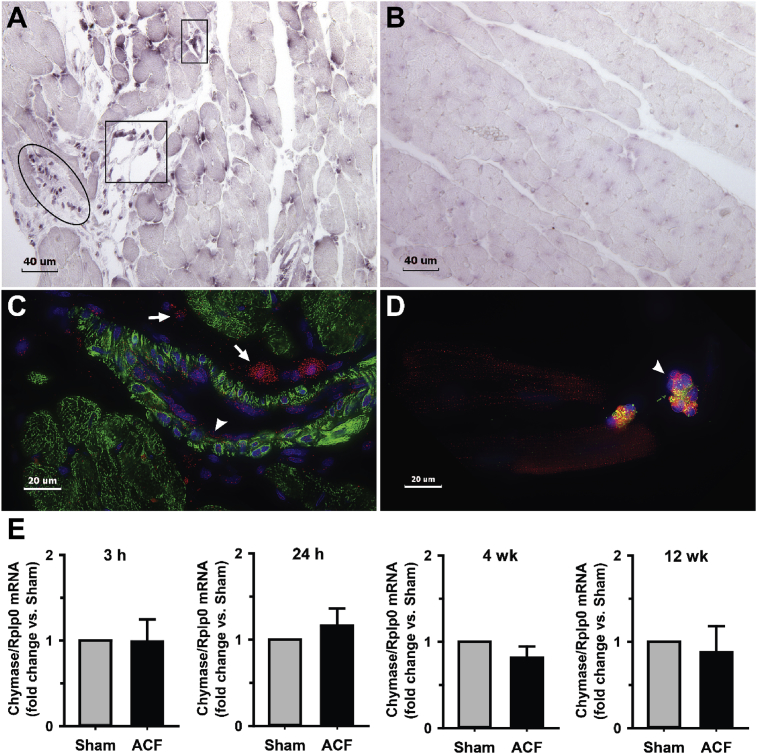 Fig. 8