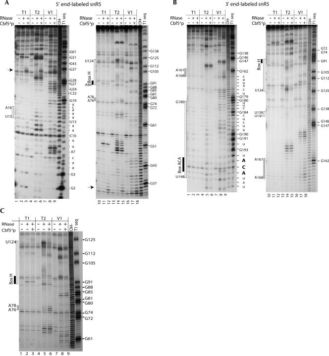 FIGURE 5.