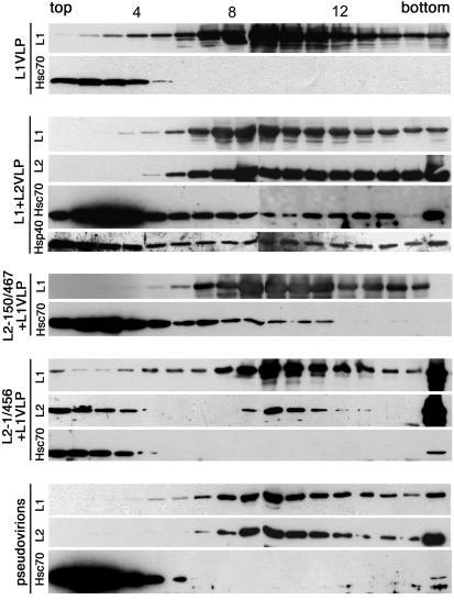 FIG. 7.