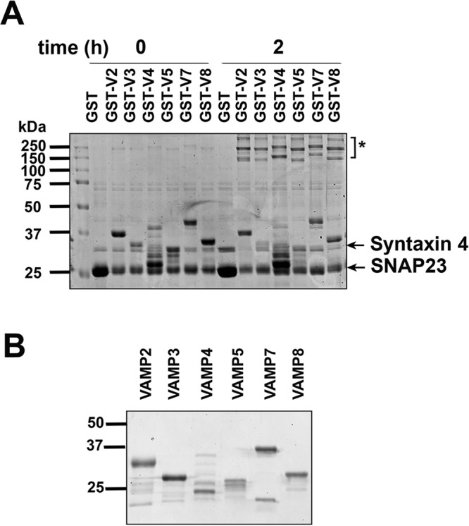 FIGURE 1: