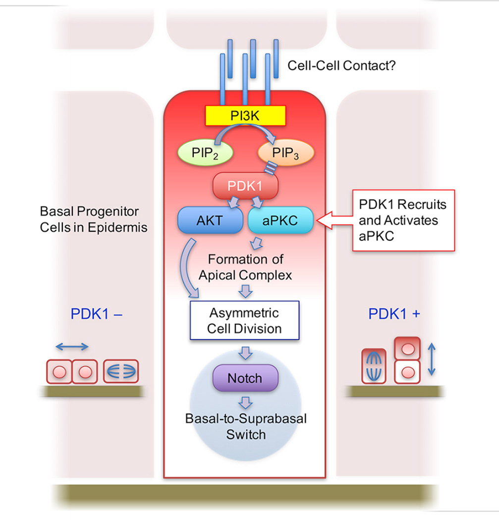 graphic file with name nihms786908f5.jpg