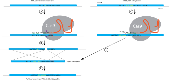 Supplementary Fig. 1