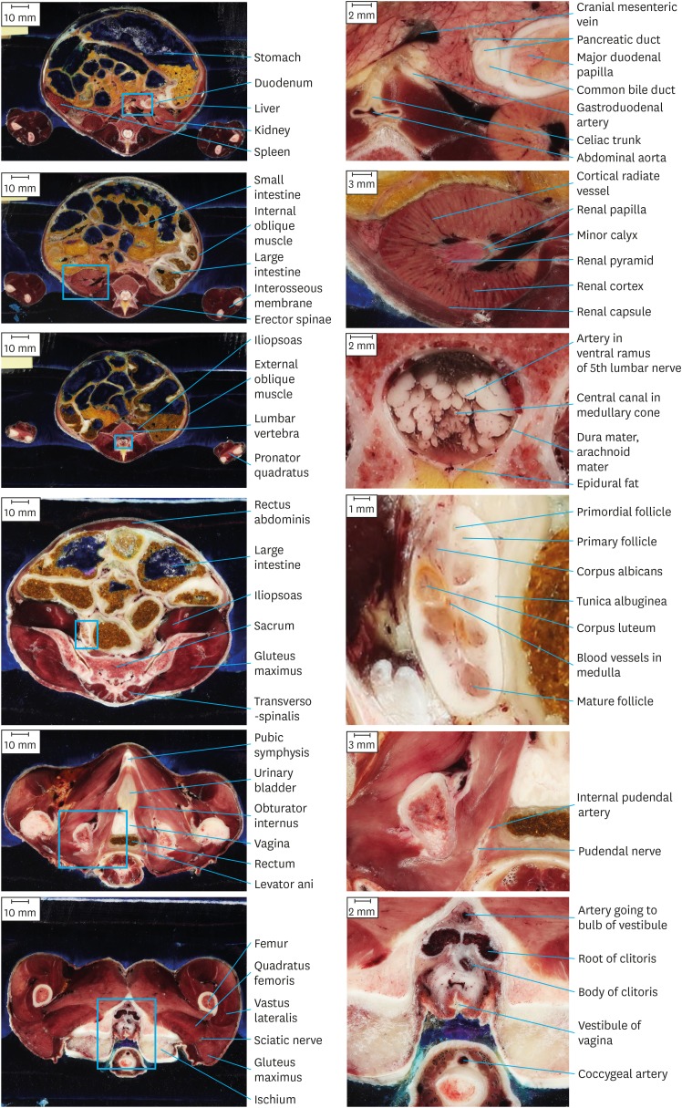 Fig. 6