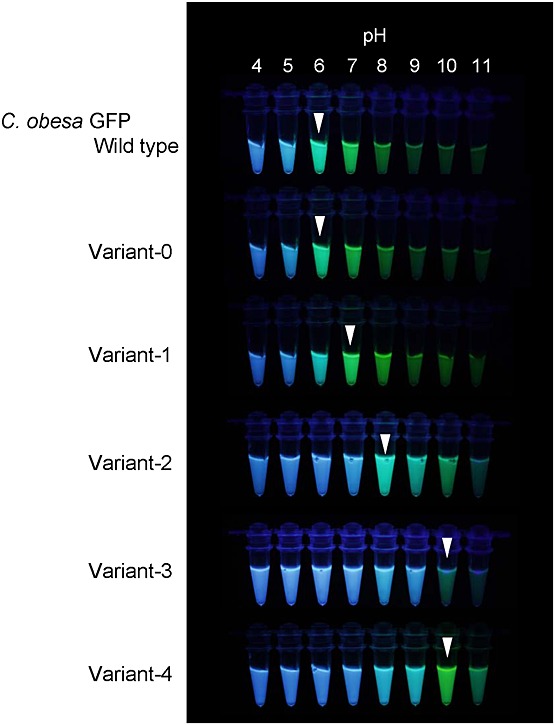 Figure 6