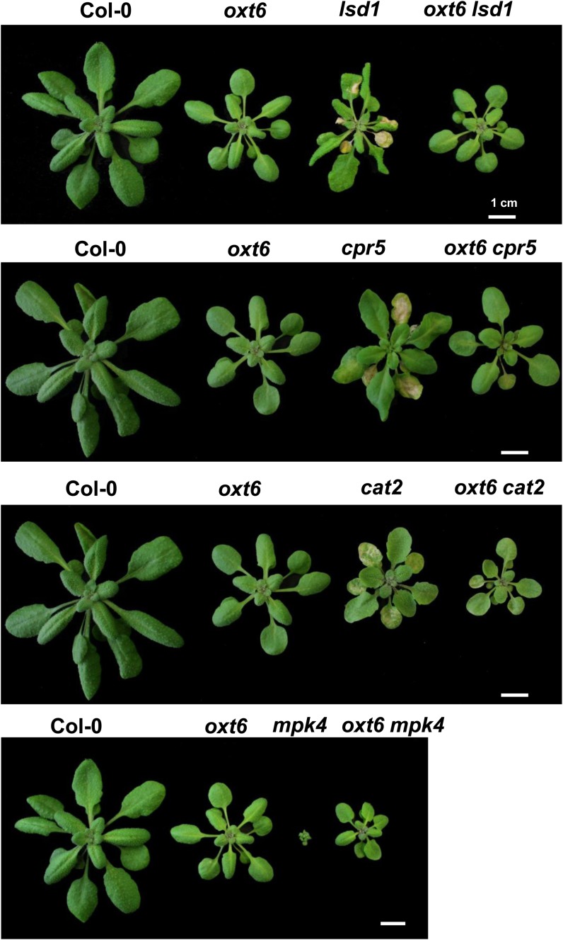 Figure 7.