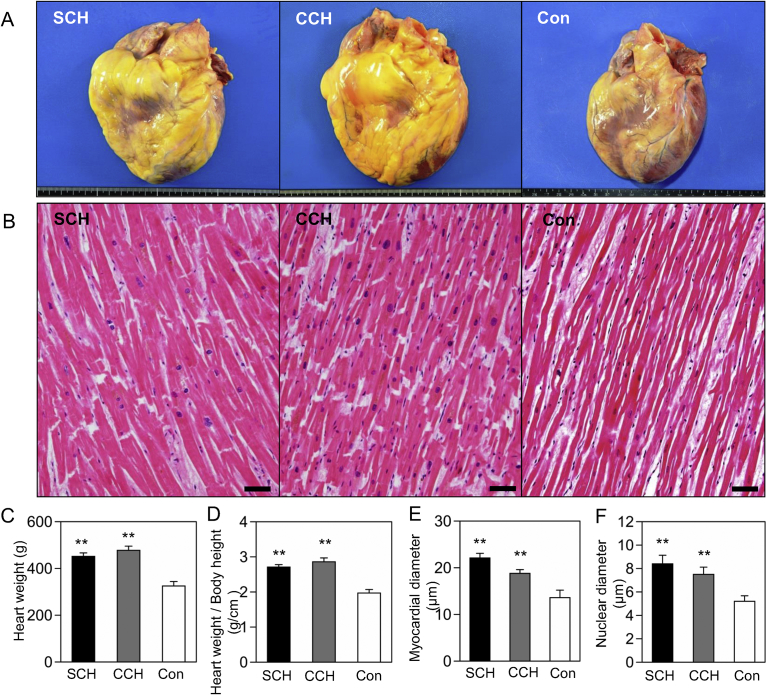 Fig. 1