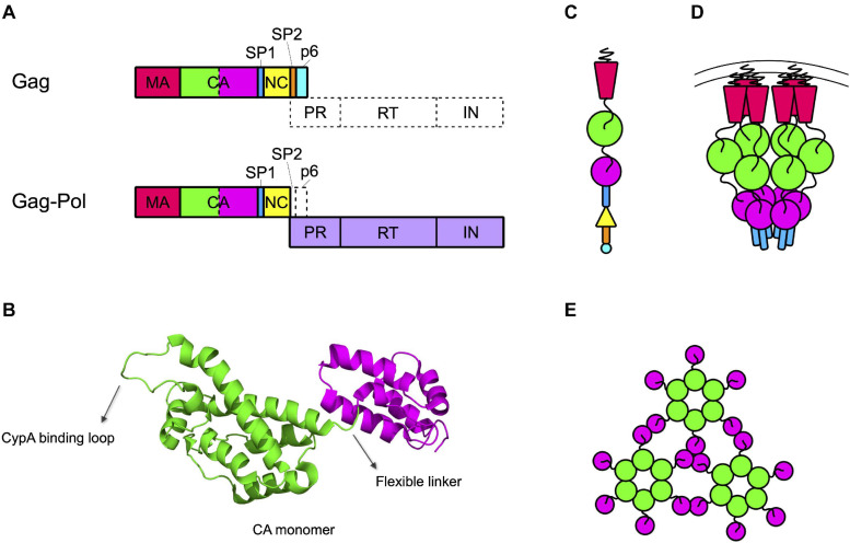 FIGURE 1