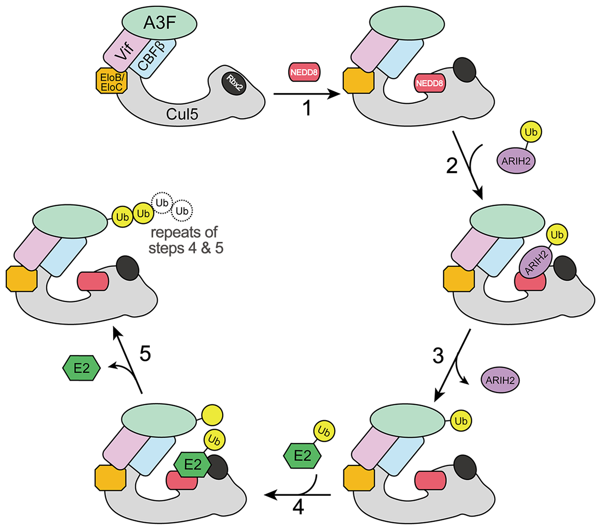 Fig. 2.