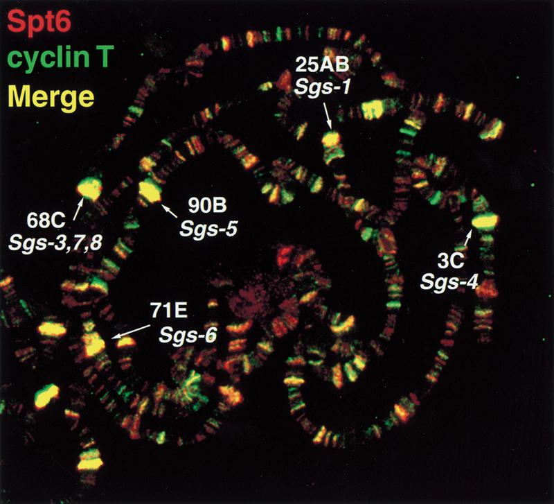 Figure 7