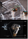Explosive defense reaction of the bombardier beetle Brachinus crepitans and its dissected defensive glands