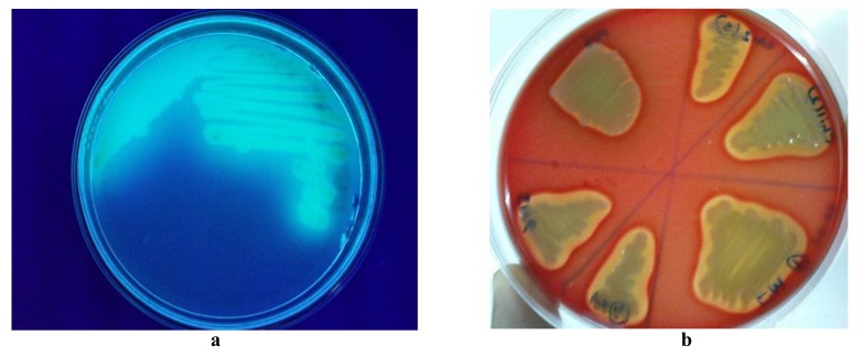 Fig. (2)