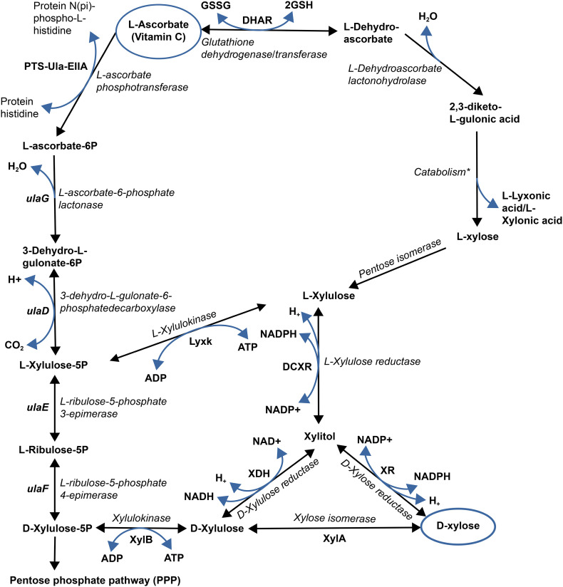 Fig. 1