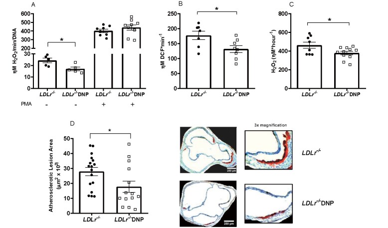 
Fig.3. Oxidant production in peritoneal macrophages and aorta and spontaneous atherosclerosis in male LDL receptor knockout mice (LDLr−/−) treated with or without 2,4-dinitrophenol (DNP)
