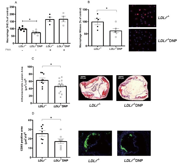 
Fig.4. Peritoneal macrophage superoxide production and diet-induced atherosclerosis in LDL receptor knockout male and female mice (LDLr−/−) treated with 2,4-dinitrophenol (DNP) and fed with an atherogenic diet
