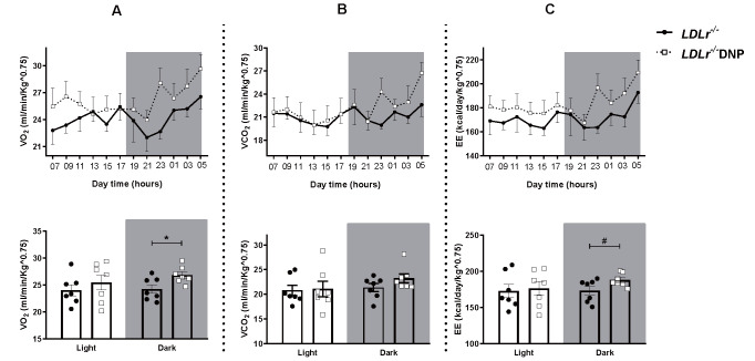 
Fig.1. Indirect calorimetry during 24 hours (light and dark times) in LDL receptor knockout mice (LDLr−/−) and treated with low doses of 2,4-dinitrophenol (LDLr−/−DNP)
