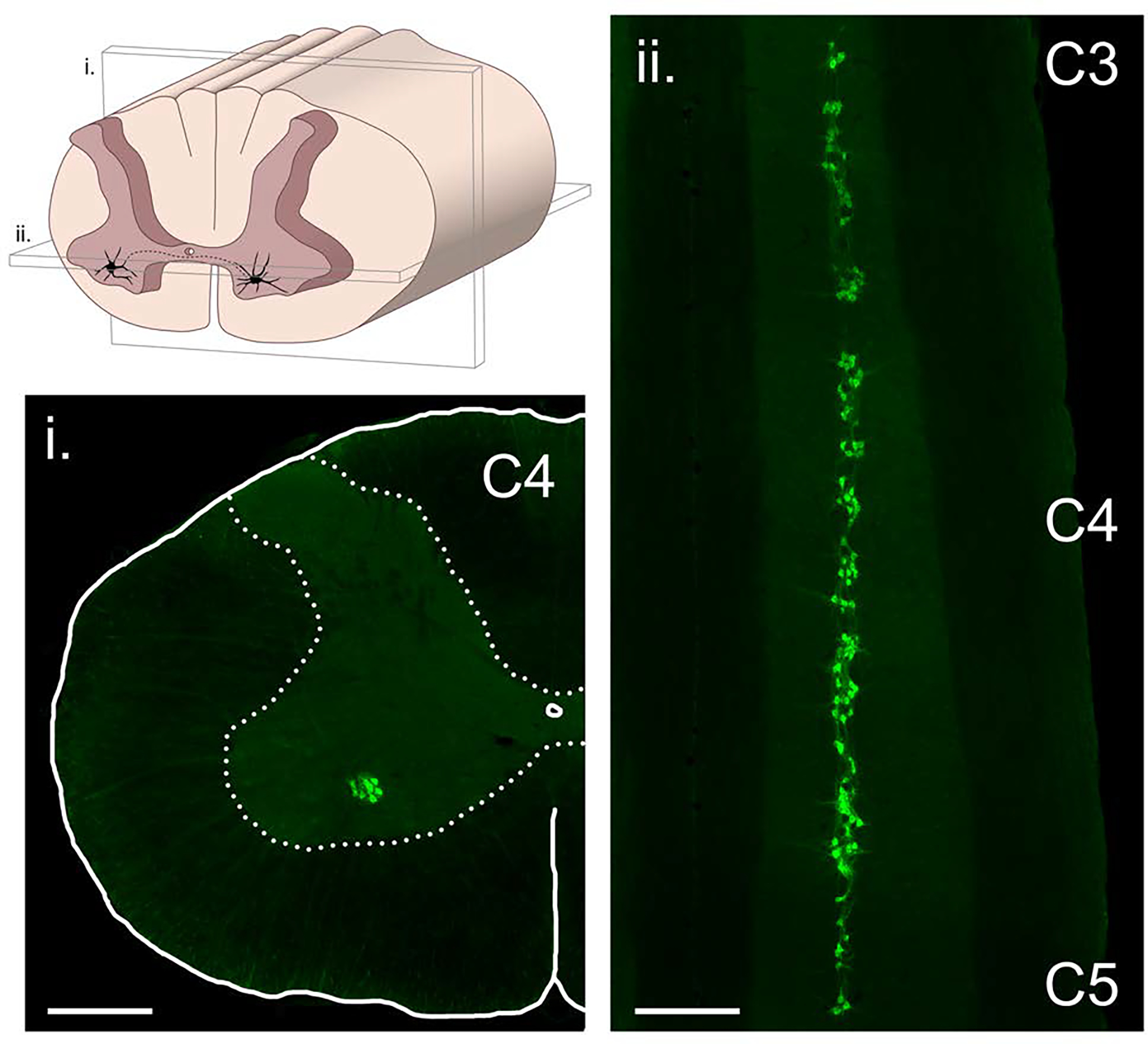 Figure 3.