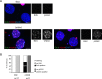 Figure 5—figure supplement 2.