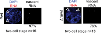 Figure 5—figure supplement 1.