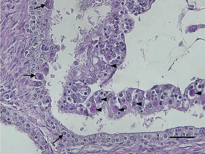 Fig. 3.