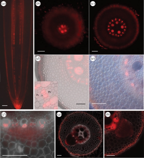 Figure 3.