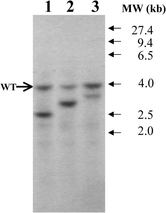 Figure 3.