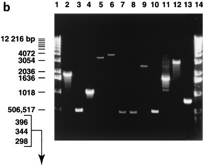 FIG. 1.