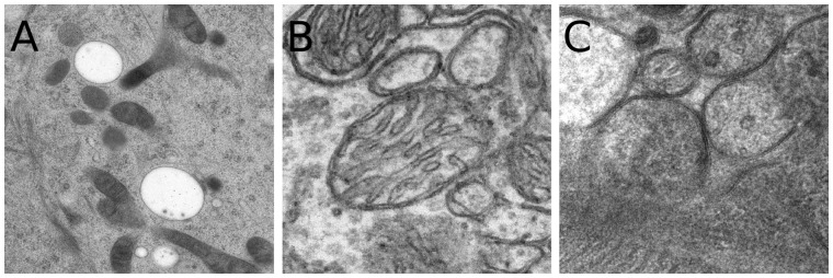 Fig. 5.