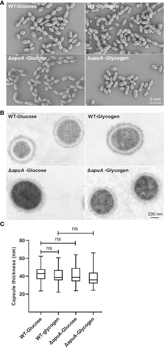 Figure 6