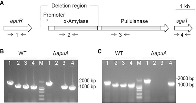 Figure 4