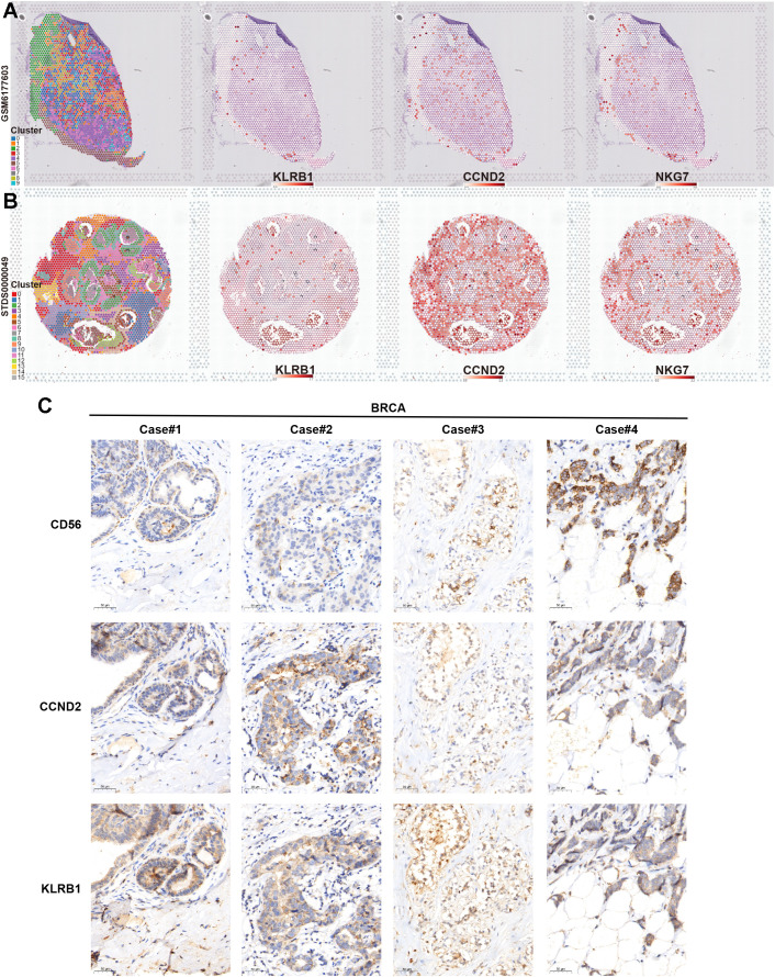 Figure 11