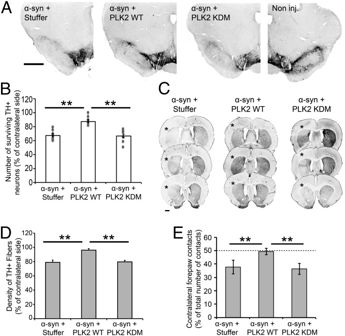 Fig. 6.