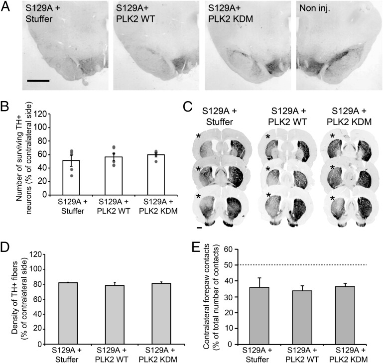 Fig. 8.