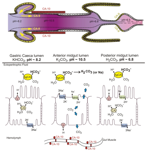 Fig. 7.