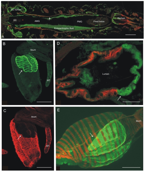 Fig. 4.