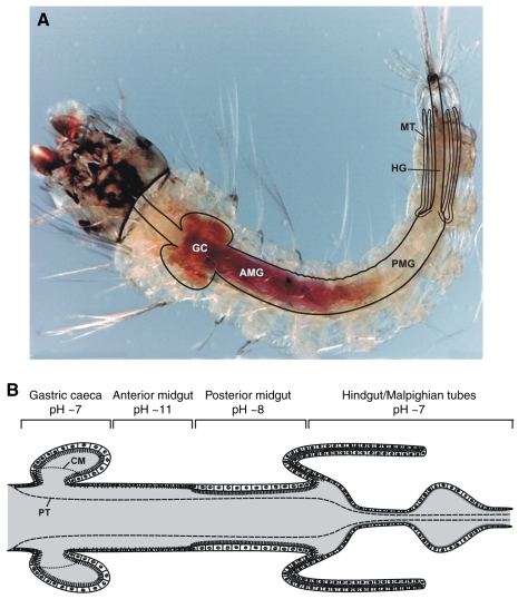 Fig. 1.