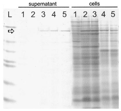 FIG. 1.