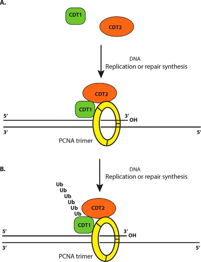 Figure 7.