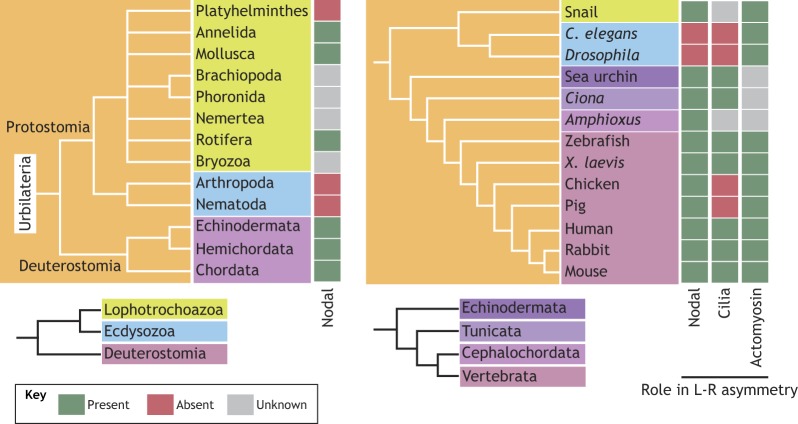 Box 2. Bilaterality and asymmetry-generating mechanisms across evolution