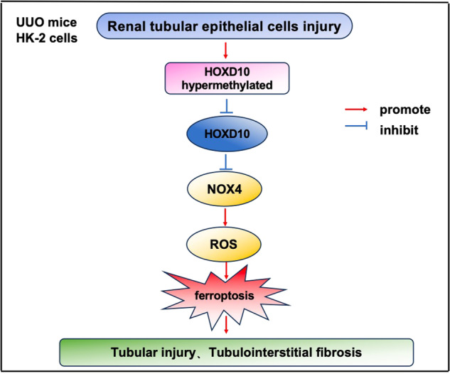 graphic file with name 41419_2024_6780_Figa_HTML.jpg