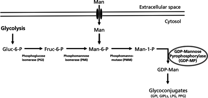 Fig. 1.