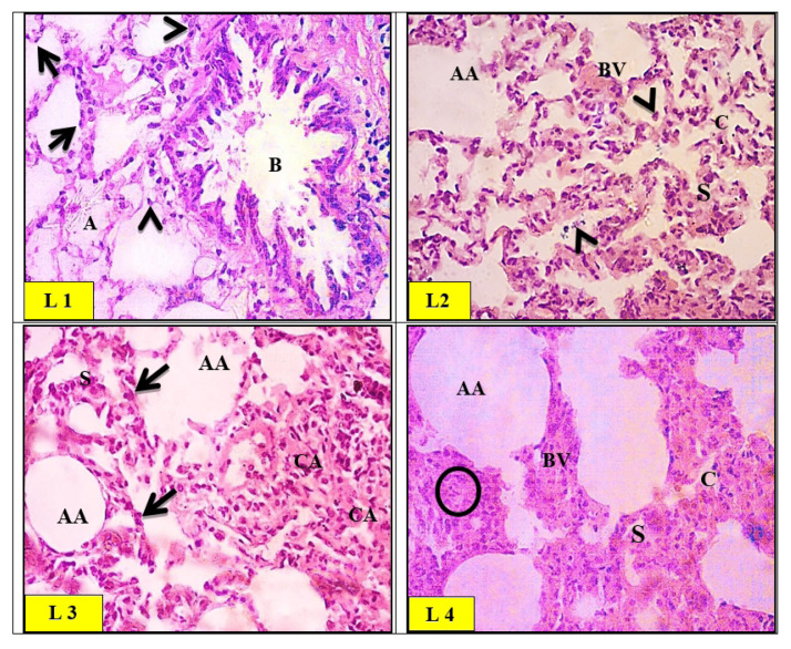 Fig. 9