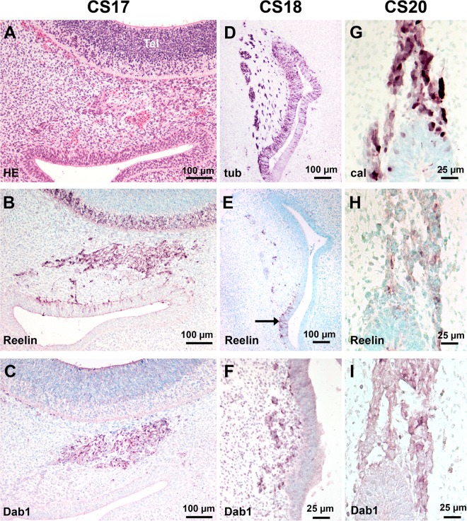 Fig 5