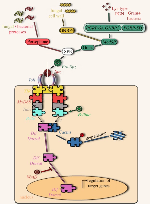 Figure 2.