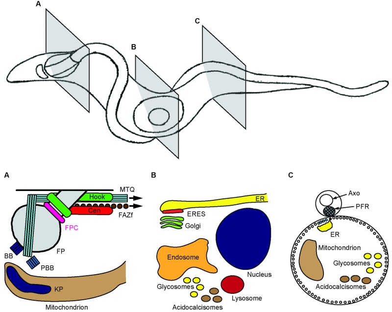 Fig. 1.