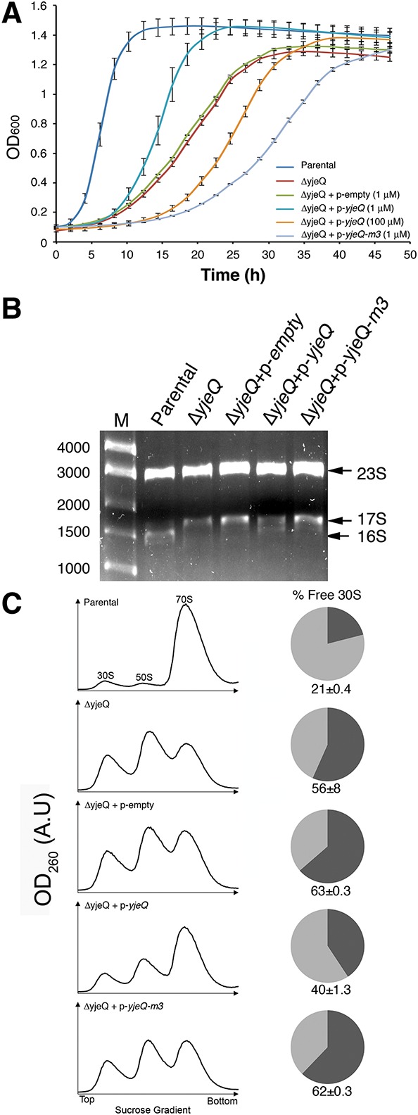 FIGURE 4.