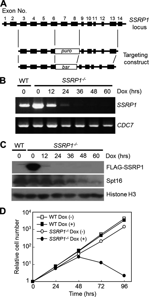 FIGURE 1.