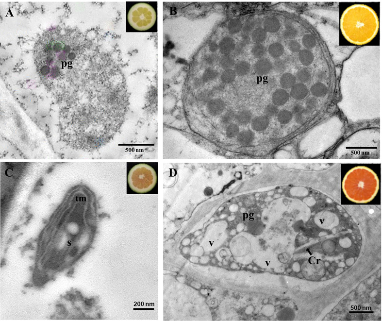 Figure 4