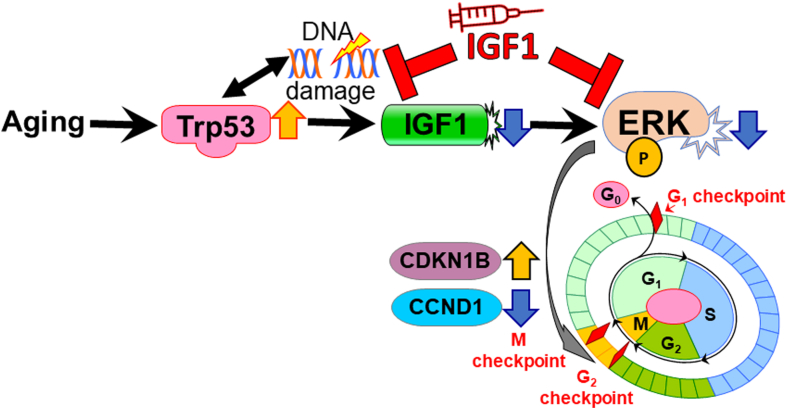 Figure 6